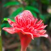 Fleur Rose de Porcelaine Guadeloupe