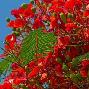 Flamboyant Delonix Regia