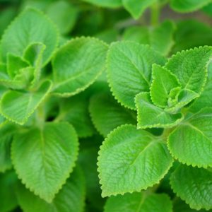 Gros Thym Antillais Plectranthus Amboinicus