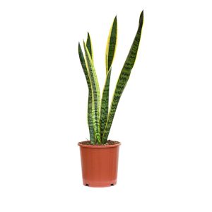 Sansevieria trifasciata Langue de belle-mère